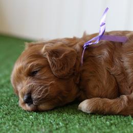 Daisy - Red female Cavapoo puppy in Springtown, Texas from North Texas Puppies