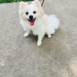 Terri - Cream female Pomeranian puppy in St. Louis, Missouri from Saint Louis Pomeranian babies
