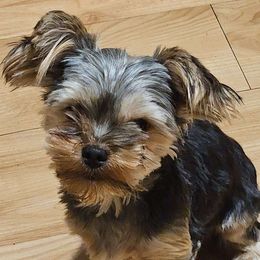 Finn - Yorkshire Terrier