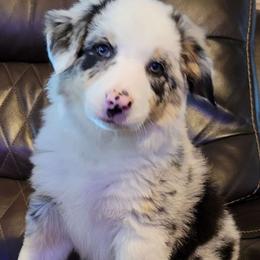 Girl 1 Kia $2200 - Blue merle Border Collie puppy in Morgan, Texas from Shooting Star Ranch