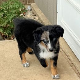 Emma - Black tri-color female Australian Shepherd puppy in Mount Vernon, Texas from RJ's Aussie Posse