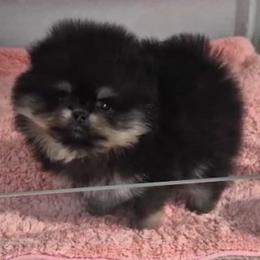 Fifi - Black and tan female Pomeranian puppy in Visalia, California from Exotic_fresita_poms
