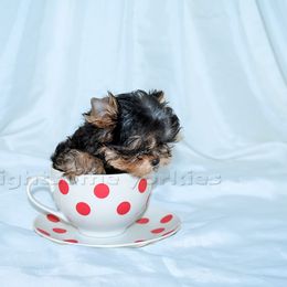 Yorkshire Terrier Puppies from Lightsome Yorkies