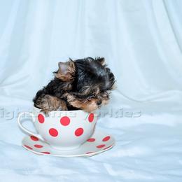 Yorkshire Terrier Puppies from Lightsome Yorkies