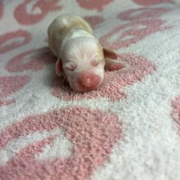 Layla - Cream female Dachshund puppy in Lake City, Florida from My Ditzy Doxies of Florida