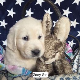 Zoey Girl 1 - Golden female Golden Retriever puppy in Niles, Michigan from Christiana Creek Goldens