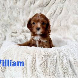William - Red male Cavapoo puppy in Calumet, Oklahoma from H&H Cavapoos