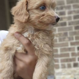 Red - Apricot Aussiedoodle puppy in San Antonio, Texas from Av’s Poodles and Doodles