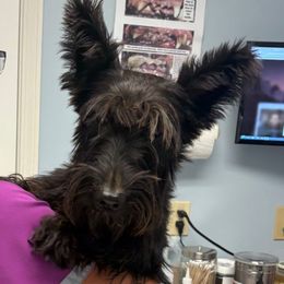 Fancy - Scottish Terrier