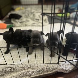 French Bulldog Puppies from Ayala’s