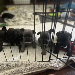 French Bulldog Puppies from Ayala’s