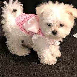 Cavapoo, Maltese, and Maltipoo Puppies from Carolina Canines