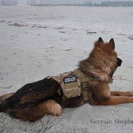 German Shepherds from German Shepherd Von An Der Rott