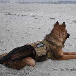 German Shepherds from German Shepherd Von An Der Rott