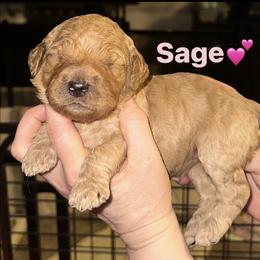 Sage - Apricot female Goldendoodle puppy in Prosperity, Pennsylvania from Stelladoodles & Company
