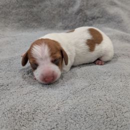 Puppy 4 - Piebald female Dachshund puppy in Cypress, California from Ferrario Dachshunds