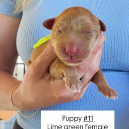 Lime Green Collar - Yellow female Labrador Retriever puppy in Sumerduck, Virginia from Cedar Mountain Retrievers
