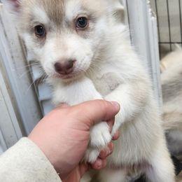Siberian Husky Puppies from Spirit of the Moon Siberians