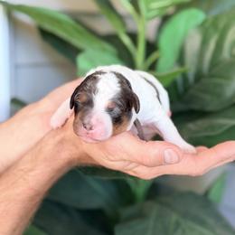 Brown - Tri-color female Bernedoodle puppy in Charleston, South Carolina from Palm Belle Doodles