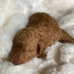Buck - Red male Labradoodle puppy in San Antonio, Texas from I Love U Back Labradoodles, LLC