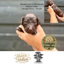 Black Trumpet - Salmon Collar - Chocolate female Goldendoodle puppy in Garland, Texas from Twilight Doodles
