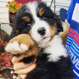 Bernese Mountain Dog Puppies from Breaking Trail Berners