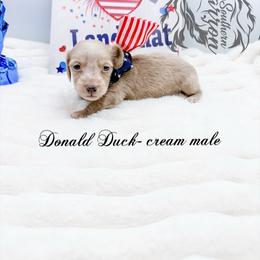 Donald Duck - Cream male Dachshund puppy in Prairieville, Louisiana from Southern Barron Danes & Dachshunds