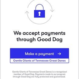 Great Dane Puppies from Gentle Giants of Tennessee Great Danes