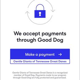 Great Dane Puppies from Gentle Giants of Tennessee Great Danes