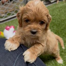 Rosé - Cream female Cockapoo puppy in Williamston, South Carolina from Sassy Bob’s Dogs