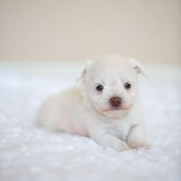 Miniature Schnauzer Puppies from Schnauzah