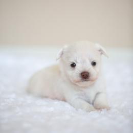 Miniature Schnauzer Puppies from Schnauzah