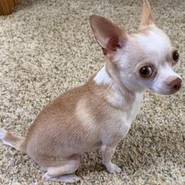 Reba - Chihuahua