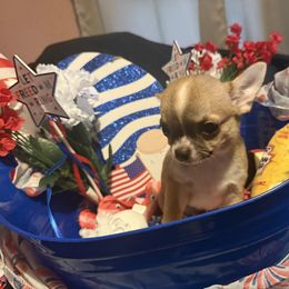 Mouth - Black sabled fawn male Chihuahua puppy in Rocky Mount, Virginia from Teresa Melton