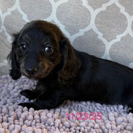 Ebony - Black female Dachshund puppy in Joshua Tree, California from Desert Dreams Ranch