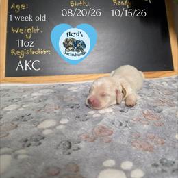 Zeus - Cream male Dachshund puppy in Hoquiam, Washington from Heyd's Mini Dachshunds