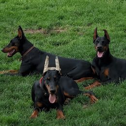 Doberman Pinschers from Desire Dobermans