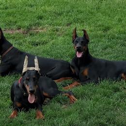Doberman Pinschers from Desire Dobermans