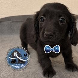 Joe - Black male Dachshund puppy in Clearlake Oaks, California from K’s Homestead