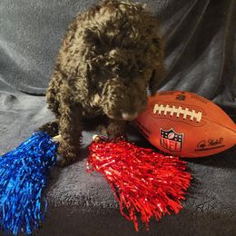 Goldendoodle Puppies from Hampton Blu Doodles