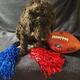 Goldendoodle Puppies from Hampton Blu Doodles