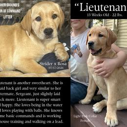 Lieutenant - Yellow female Labrador Retriever puppy in Eaton Rapids, Michigan from Higher Ground Labradors