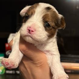 Milo - Parti male Yorkshire Terrier puppy in Fredericksburg, Virginia from VA Exclusive Yorkies