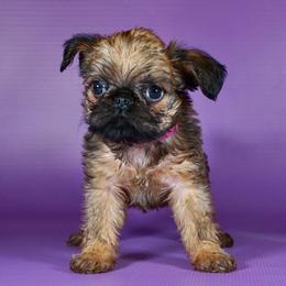 Pink Collar Girl - Red female Brussels Griffon puppy in Florida from Robin’s Griffons