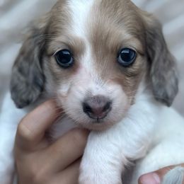 Vendetta - Cream female Dachshund puppy in Lincoln, California from ForeversEdge Doxies