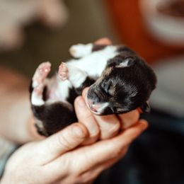 Kylo - Black and tan male American Corgi puppy in Hickory, North Carolina from Whimsical Treasure Corgis
