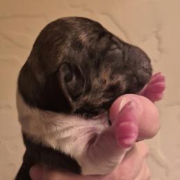 AKC Brindle piebald - Piebald male Dachshund puppy in Las Cruces, New Mexico from The Dachshund Den