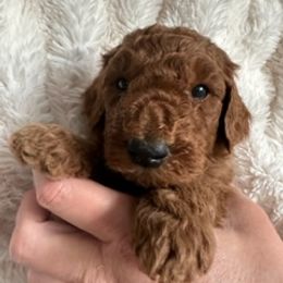 Goldendoodle Puppies from Betsy-Doodles