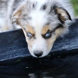 Australian Shepherd, Miniature American Shepherd, Miniature Australian Shepherd, and Toy Australian Shepherd Puppies from Painted Blue Aussies