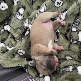 French Bulldog Puppies from Casco Bay Frenchies